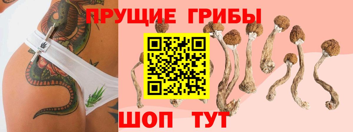 Моршанск  Псилоцибиновые грибы Cubensis  Вход с VPN 